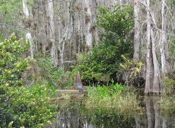 florida/everglades/landmark/big-cypress-national-preserve
