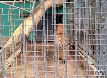 guyana/essequibo-islands-west-demerara/landmark/guyana-zoo