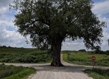 iowa/eastern-iowa/landmark/tree-in-the-road