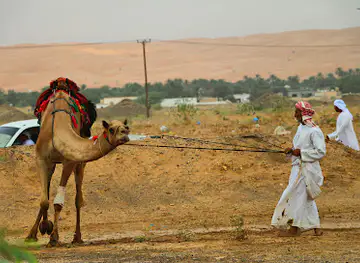 Camel Race Ring