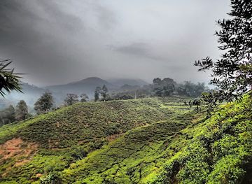 indonesia/java/landmark/mount-halimun-salak-national-park