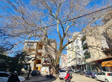albania/shkodra-highlands/landmark/cinari-oldest-tree-in-shkoder