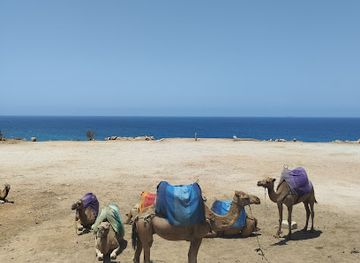 morocco/tangier-region/landmark/terrasse-des-dromadaires