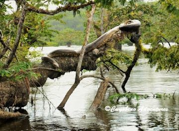 ecuador/cuyabeno-wildlife-reserve/landmark/cuyabeno-adventures
