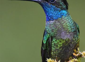 costa-rica/los-santos-region/landmark/batsu-garden