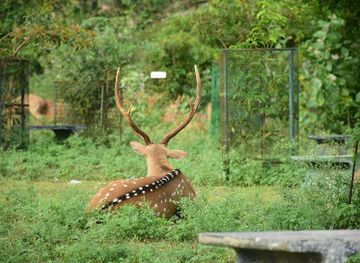 sri-lanka/trincomalee/landmark/deer-park-trincomalee
