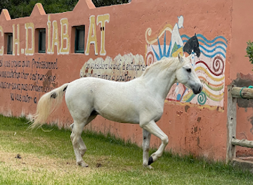 morocco/chiadma/landmark/ranch-de-diabat