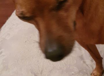 australia/mount-wellington/landmark/wellington-range