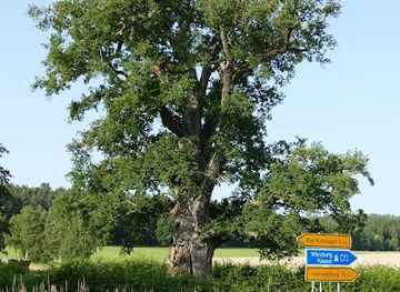germany/altbayern/landmark/bildeiche-bei-albertshausen