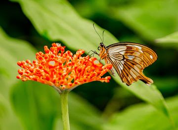 netherlands/drenthe-province/landmark/butterfly-paradise-papiliorama