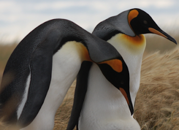 argentina/tierra-del-fuego/landmark/parque-pinguino-rey