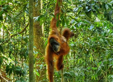 indonesia/aceh/landmark/mount-leuser-national-park