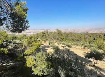 jordan/dibeen-forest/landmark/dibben-matrix