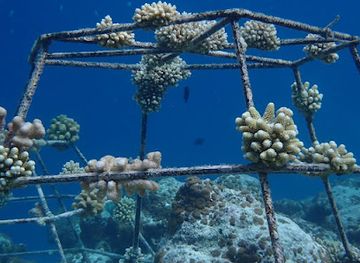 maldives/ukulhas/landmark/ukulhas-coral-restoration-project