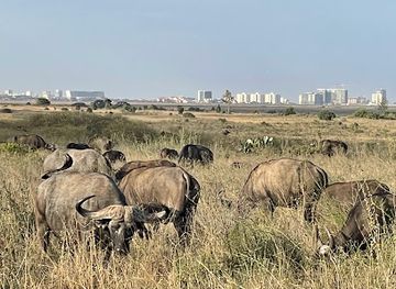 kenya/amboseli-national-park/landmark/nairobi-national-park