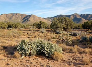 arizona/kingman/landmark/beale-celebrations