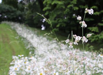 norway/ostlandet/landmark/minnested-for-snoen