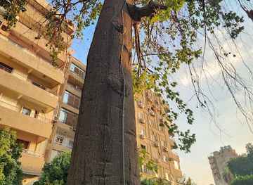 egypt/cairo/zamalek/landmark/b-zamalk-tree
