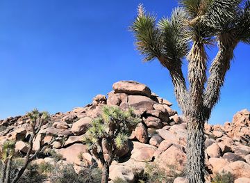 california/joshua-tree-national-park/landmark/cottonwood-visitor-center