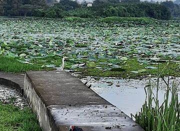 sri-lanka/colombo/landmark/attidiya-bird-sanctuary