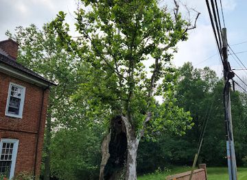 delaware/the-coastal-plain/landmark/george-washington-witness-tree-of-delaware