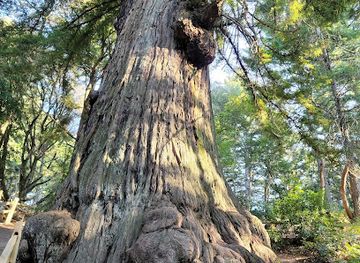 california/redwood-national-and-state-parks/landmark/methuselah-tree-sequoia-sempervirens