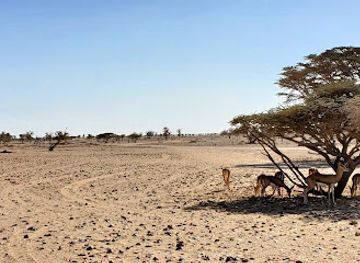 oman/rub-al-khali-desert/landmark/arabian-oryx-sanctuary