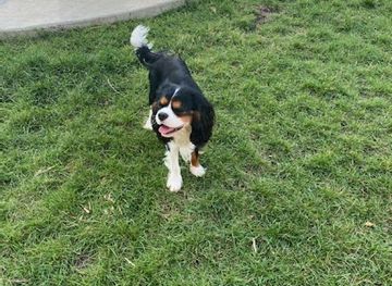 wyoming/sheridan/landmark/lions-park-dog-park