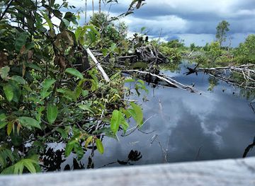 indonesia/central-kalimantan/landmark/sebangau-national-park