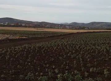 Orgues basaltiques de Tadmaya