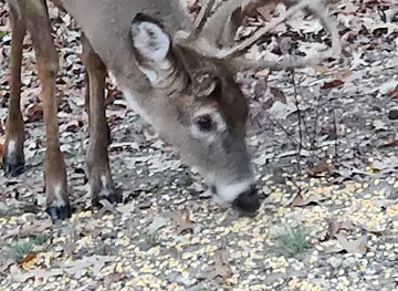 Waldorf Wildlife Autonomy Zone