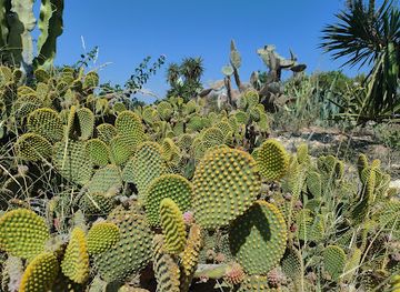 cyprus/konnoi-beach/landmark/parko-kakton-pachyfuton