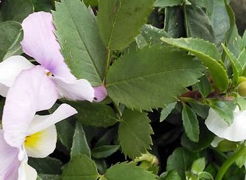 united-kingdom/cardiff/landmark/the-cardiff-buddhist-centre