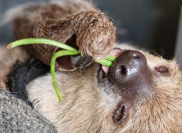 suriname/commewijne-district/landmark/green-heritage-fund-suriname