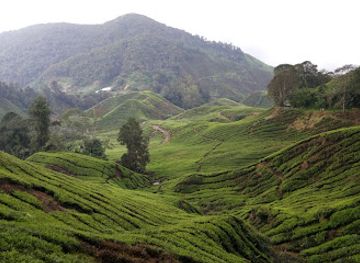 malaysia/cameron-highlands/landmark/mossy-forest