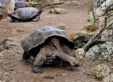 ecuador/southeast-oriente/landmark/galapaguera-de-cerro-colorado