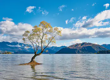 #ThatWanakaTree