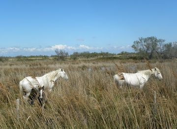 france/camargue/landmark/domaine-du-mas-de-la-cure