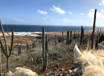 aruba/paradera/landmark/rancho-la-ponderosa