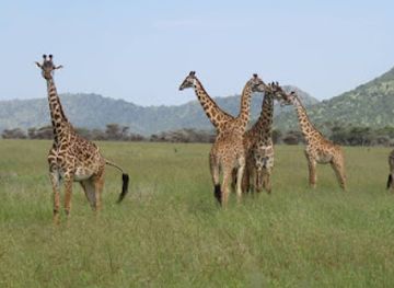 tanzania/arusha/landmark/rock-to-bush-adventures