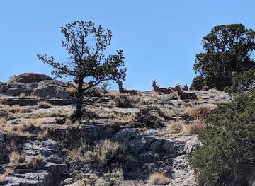wyoming/bighorn-basin/landmark/national-bighorn-sheep-center