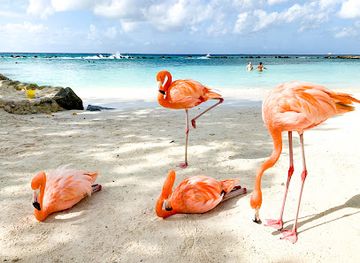 aruba/eagle-beach/landmark/renaissance-island-beach