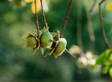 indonesia/south-kalimantan/landmark/stasiun-riset-bekantan-pulau-curiak-mangrove-rambai-center-anjir-muara-marabahan-baru-barito-kuala