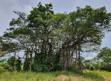 sri-lanka/minneriya-national-park/landmark/river-bank-tree