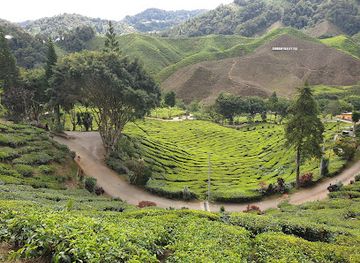 malaysia/cameron-highlands/landmark/bharat-tea-plantations-sdn-bhd