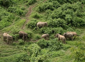 laos/luang-prabang-province/landmark/elephant-conservation-center-luang-prabang