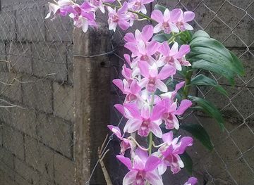 trinidad-and-tobago/st-david/landmark/carlsen-field