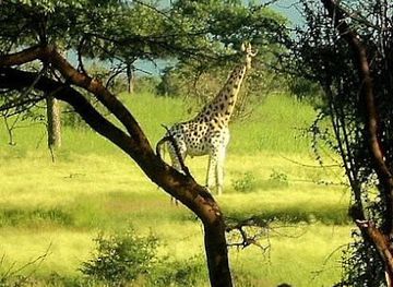 cameroon/forest-region/landmark/waza-national-park