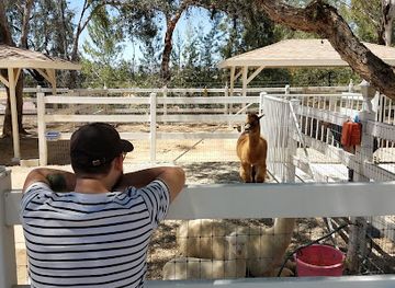 california/temecula/landmark/the-alpaca-hacienda-by-appointment-only