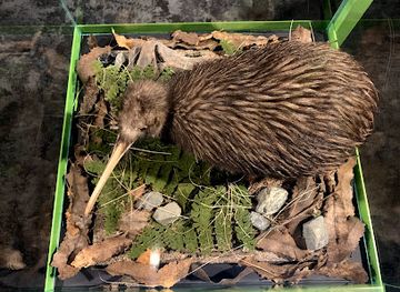 new-zealand/bay-of-plenty/landmark/the-national-kiwi-hatchery